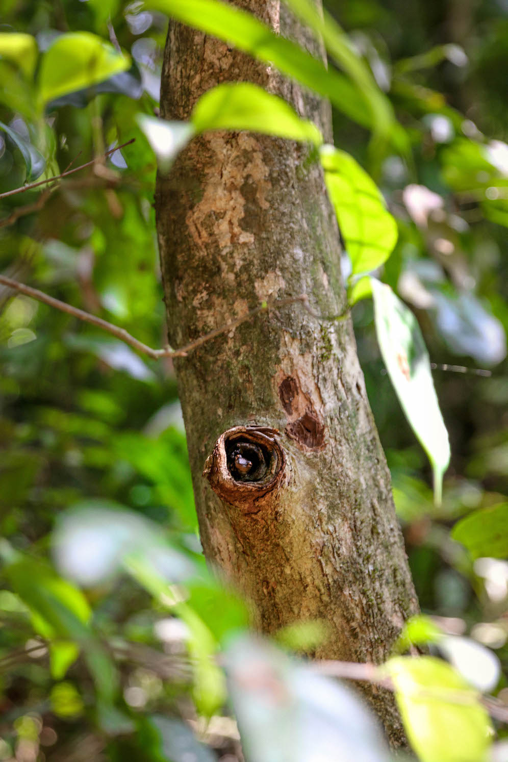 Costa Rica Wildlife at Manuel Antonio National Park | The Coastal Confidence Aubrey Yandow-5230
