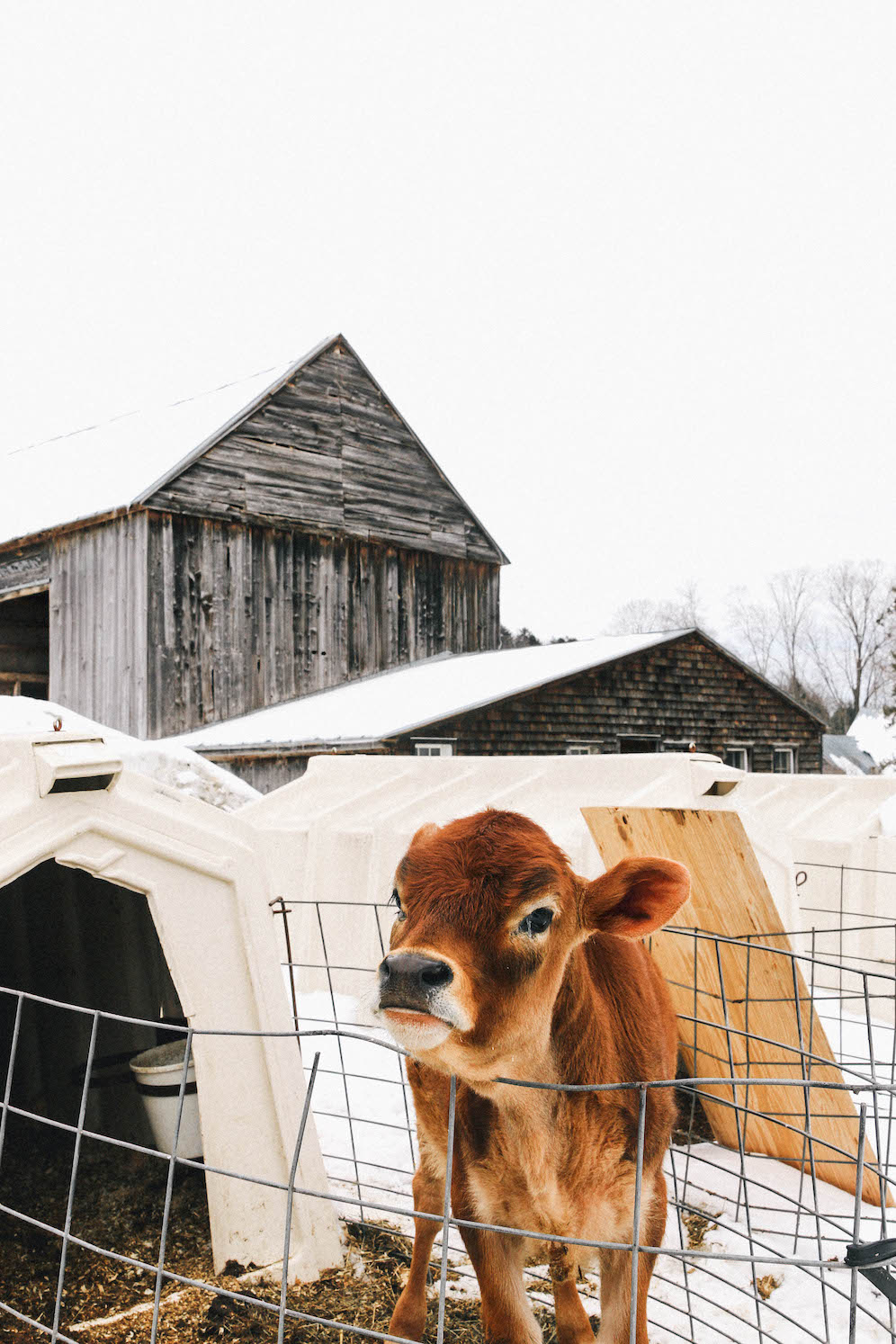Explore Maple Season in Vermont at Richardson Dairy Farm The Coastal Confidence Aubrey Yandow