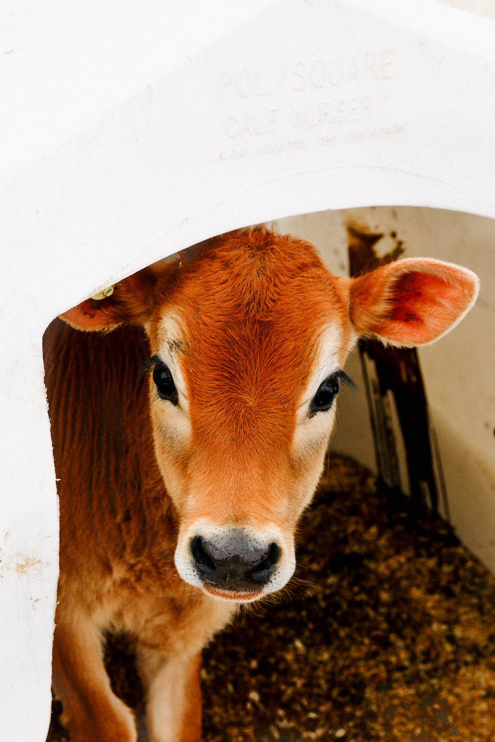 Baby Jersey Cows The Coastal Confidence Aubrey Yandow