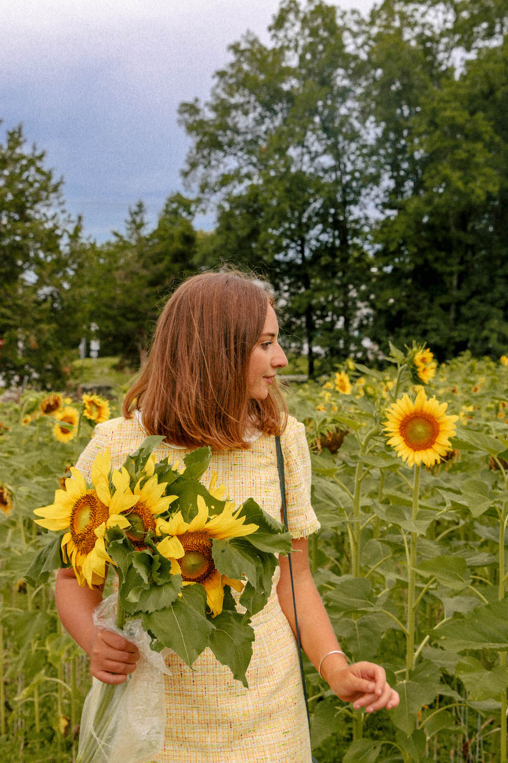 Sunflower Fields To Visit In New England The Coastal Confidence Aubrey Yandow